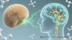 研究发现：猴头菇提取物对特定神经细胞损伤有显著保护作用